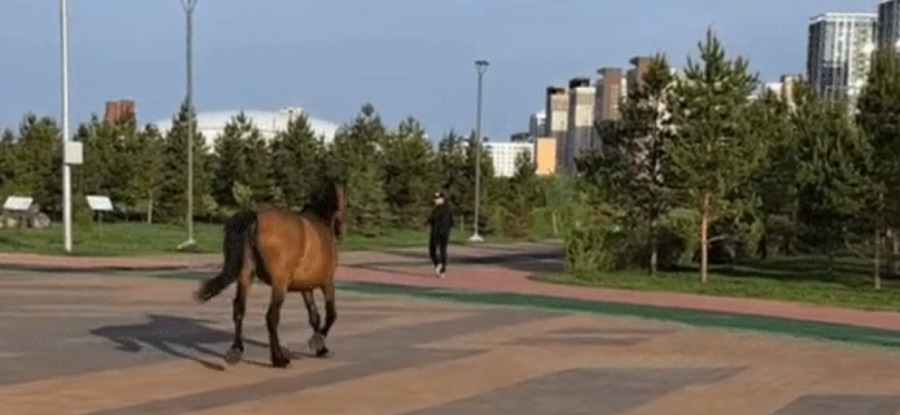 Астана орталығында жүрген иесіз жылқы видеоға түсірілді
