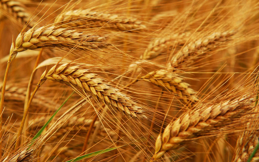Мировая цена на пшеницу упала ниже цены на момент расторжения зернового соглашения