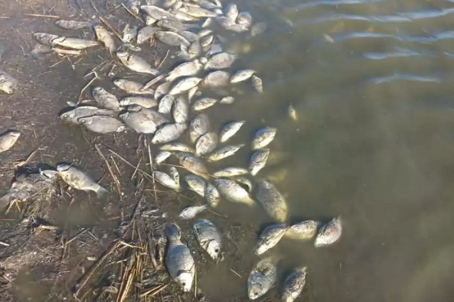 Рыба погибла в озере Теренколь в СКО