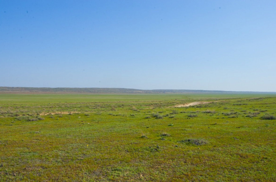 В Казахстане не используются 12 млн га земель, предоставленных для выпаса скота