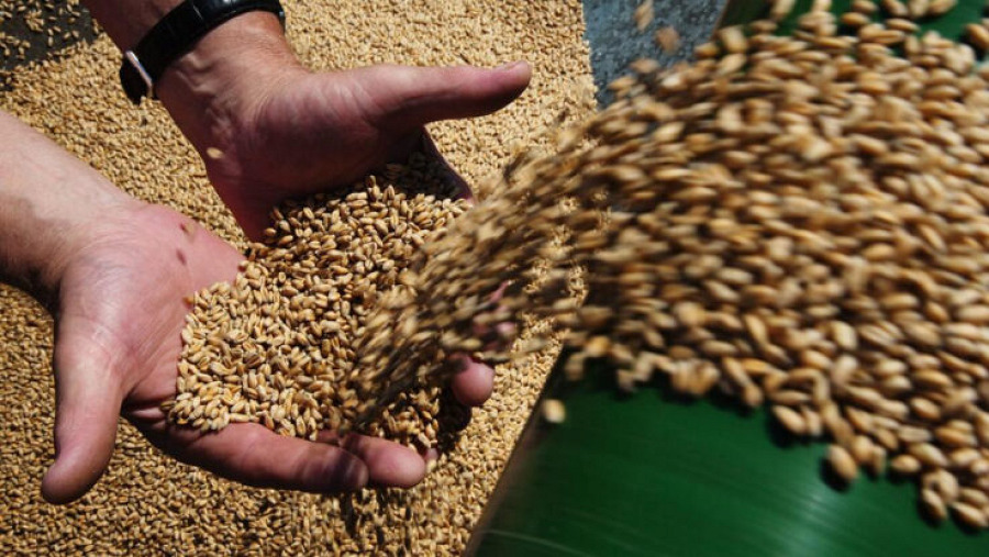 Себестоимость тонны зерна вырастет на 30-50%