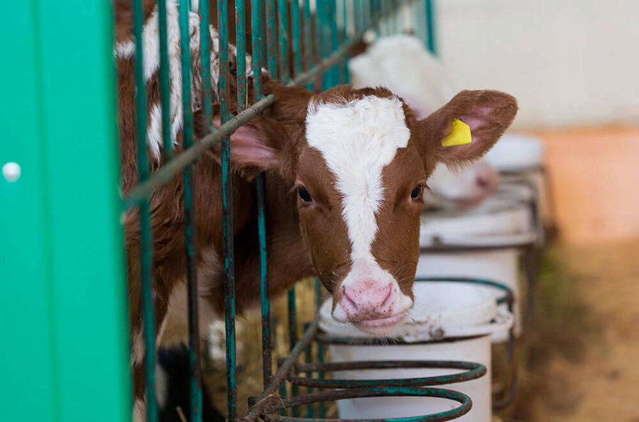 В СКО запустили очередную молочную ферму