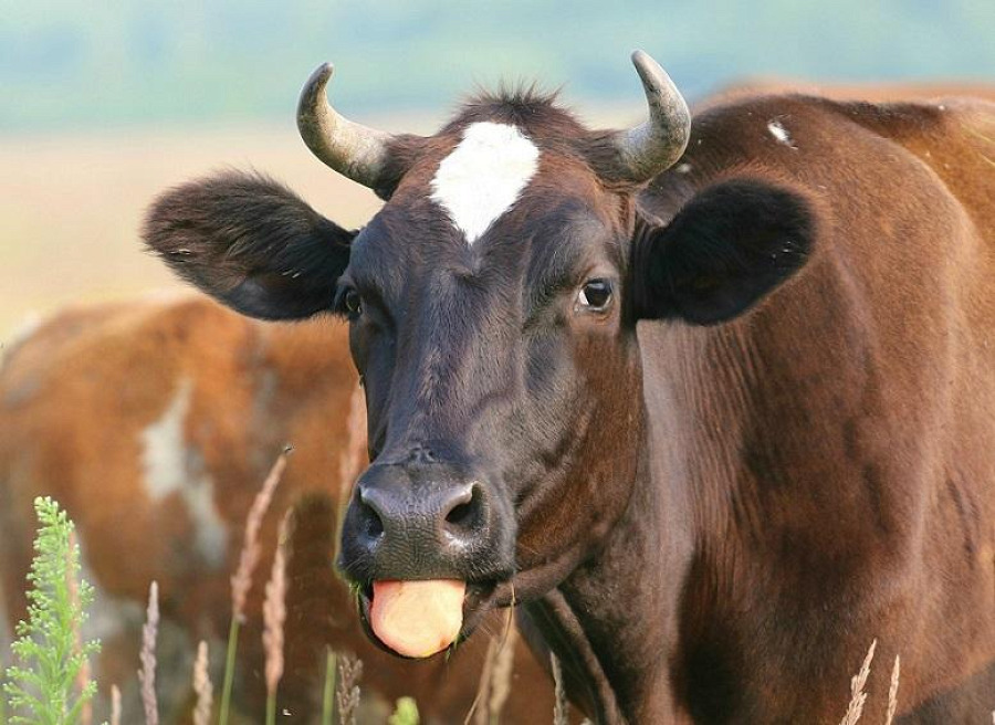 В Павлодарской области зафиксировали массовый падеж коров