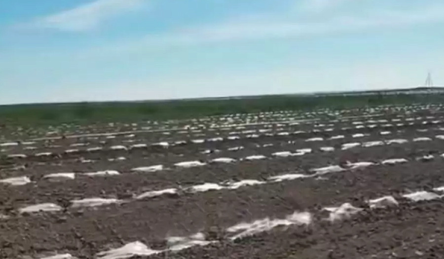 Саженцы арбузов замерзли в Шардаринском районе Туркестанской области