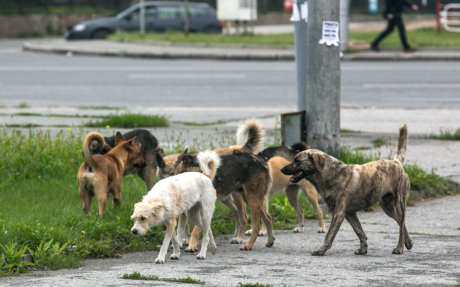 Павлодар облысында қаңғыбас иттердің шабуылы салдарынан 83 қой қырылды