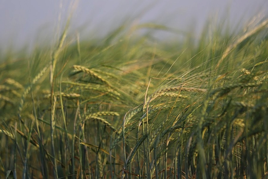 Узбеки помогут выращивать зерно в Казахстане